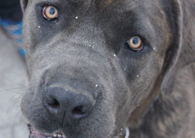 PASJA ŠOLA - PASJI CENTER