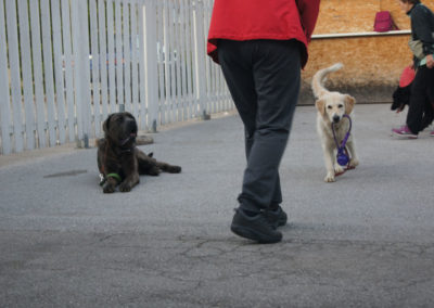 PASJA ŠOLA - PASJI CENTER