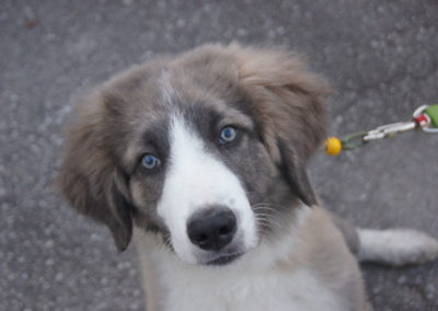 PASJA ŠOLA - PASJI CENTER