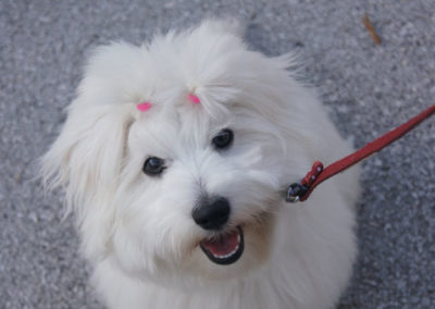 PASJA ŠOLA - PASJI CENTER