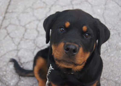 PASJA ŠOLA - PASJI CENTER