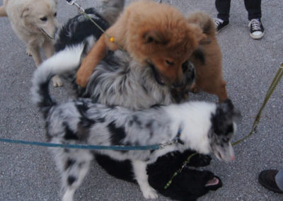 PASJA ŠOLA - PASJI CENTER