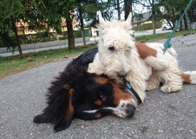 PASJA ŠOLA - PASJI CENTER